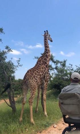 娱乐吃瓜君长颈鹿,娱乐吃瓜君的趣味解读