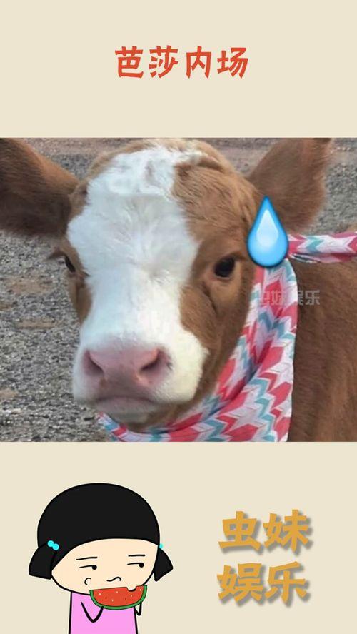 娱乐吃瓜酱谁的好